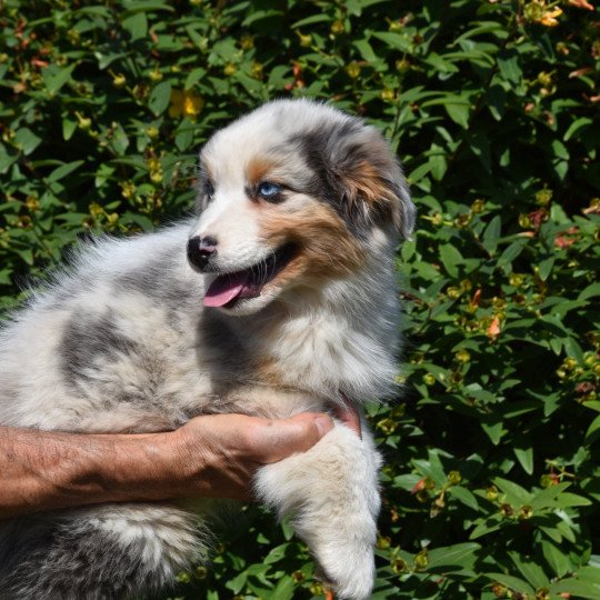 chiot Berger australien Bleu merle A... du Domaine de Keravel DOMAINE DE KERAVEL  