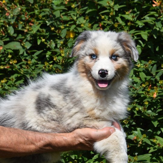 chiot Berger australien Bleu merle A... du Domaine de Keravel DOMAINE DE KERAVEL  