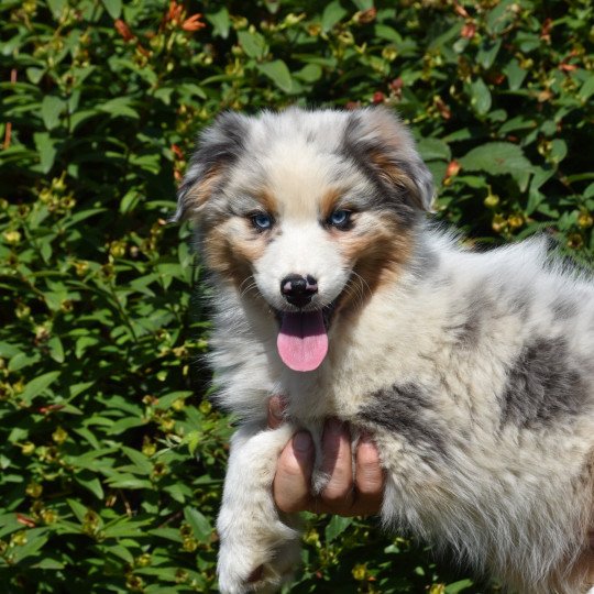 chiot Berger australien Bleu merle A... du Domaine de Keravel DOMAINE DE KERAVEL  
