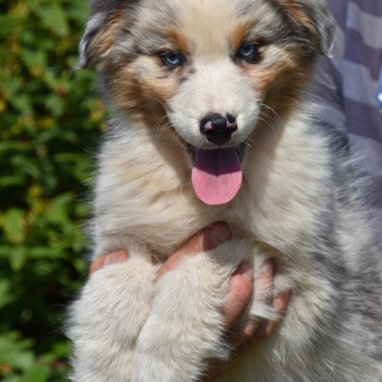 chiot Berger australien Bleu merle A... du Domaine de Keravel DOMAINE DE KERAVEL  