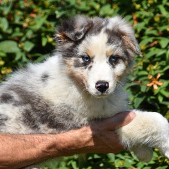 chiot Berger australien Bleu merle A... du Domaine de Keravel DOMAINE DE KERAVEL  