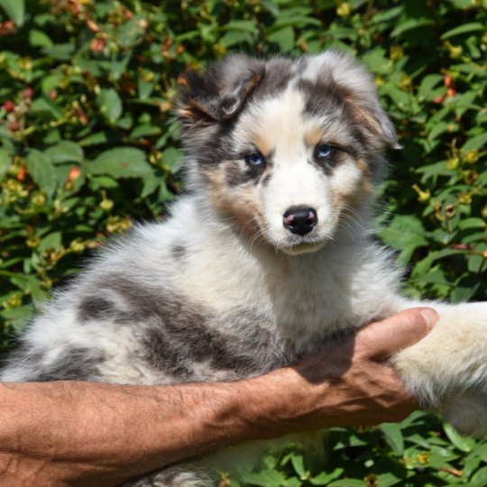 chiot Berger australien Bleu merle A... du Domaine de Keravel DOMAINE DE KERAVEL  