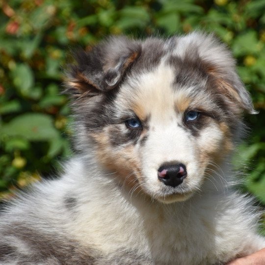 chiot Berger australien Bleu merle A... du Domaine de Keravel DOMAINE DE KERAVEL  