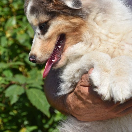 chiot Berger australien Bleu merle A... du Domaine de Keravel DOMAINE DE KERAVEL  