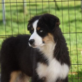 Tucker du Domaine de Keravel Mâle Berger australien