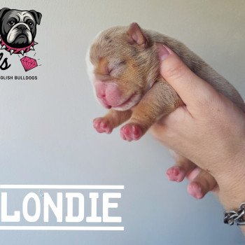 ROCK MY BULLS Blondie Femelle New English Bulldog