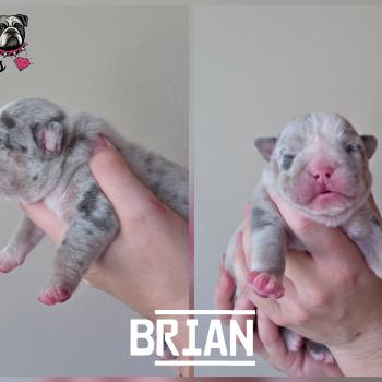 ROCK MY BULLS Brian Mâle New English Bulldog