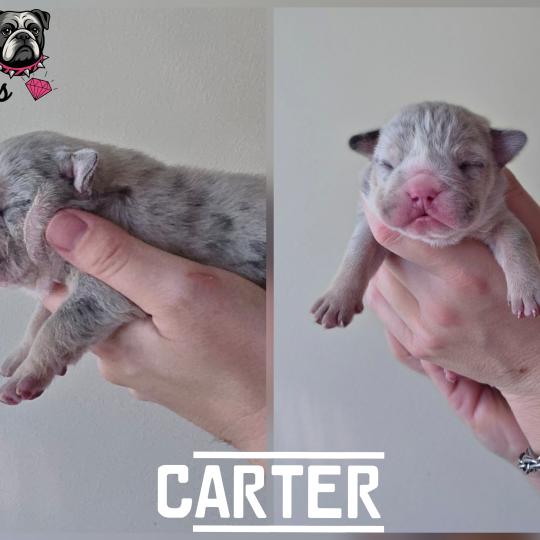 chiot New English Bulldog Bleu Merle Tan Carter ROCK MY BULLS  