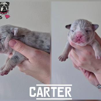 ROCK MY BULLS Carter Mâle New English Bulldog