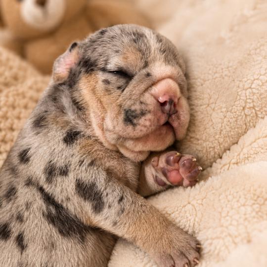 chiot New English Bulldog Bleu Merle Tan Carter ROCK MY BULLS  