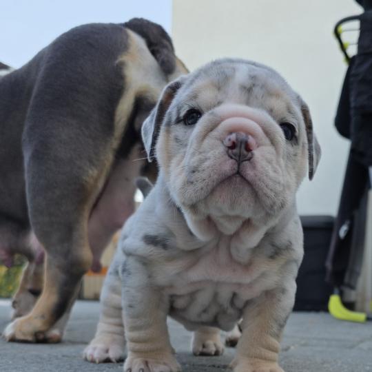 chiot New English Bulldog Bleu Merle Tan Carter ROCK MY BULLS  