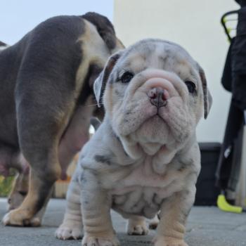 ROCK MY BULLS Carter Mâle New English Bulldog