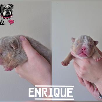 ROCK MY BULLS Enrique Mâle New English Bulldog
