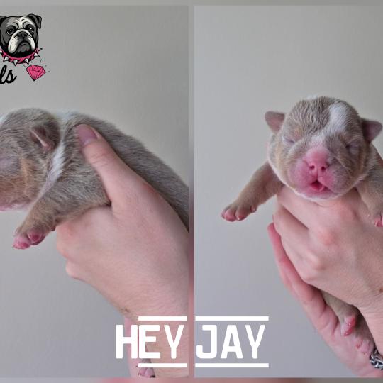 chiot New English Bulldog Lilac Tan Hey Jay ROCK MY BULLS  