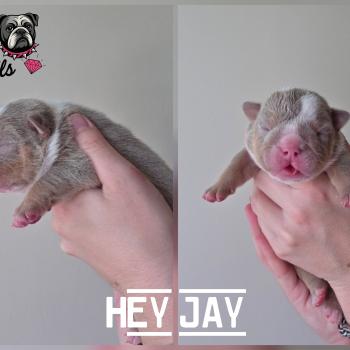 ROCK MY BULLS Hey Jay Mâle New English Bulldog