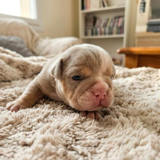chiot New English Bulldog Lilac Tan Hey Jay ROCK MY BULLS  