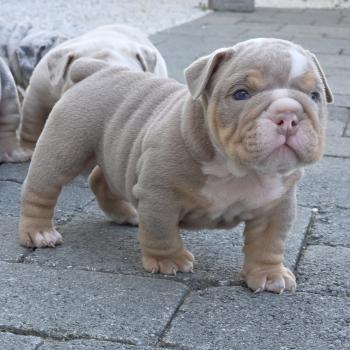 ROCK MY BULLS Hey Jay Mâle New English Bulldog