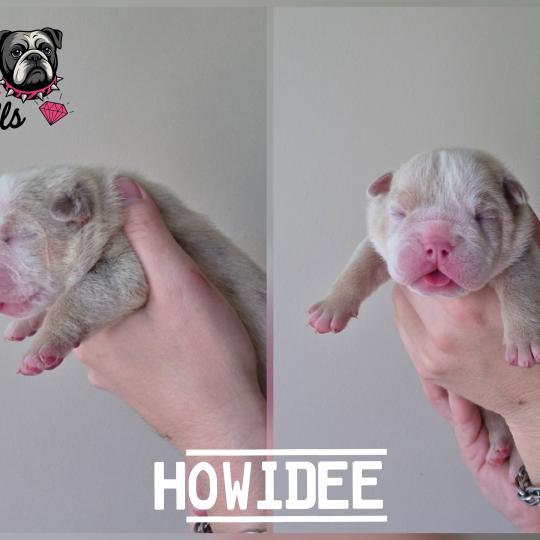 chiot New English Bulldog Lilac Merle Tan Howidee ROCK MY BULLS  