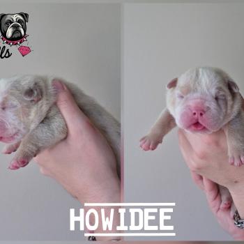 ROCK MY BULLS Howidee Mâle New English Bulldog