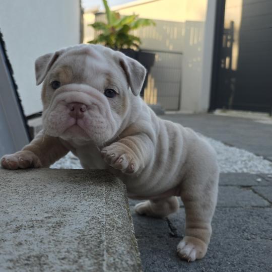 chiot New English Bulldog Lilac Merle Tan Howidee ROCK MY BULLS  