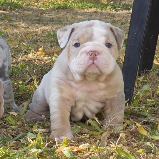 chiot New English Bulldog Lilac Merle Tan Howidee ROCK MY BULLS  
