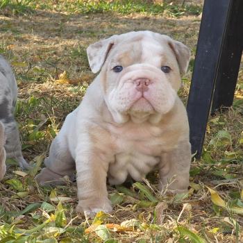 ROCK MY BULLS Howidee Mâle New English Bulldog