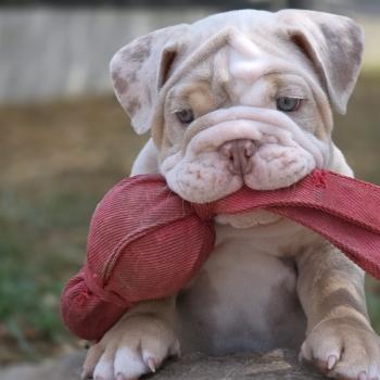 ROCK MY BULLS Howidee Mâle New English Bulldog