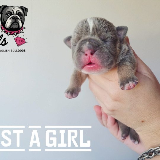 chiot New English Bulldog Bleu tricolore Just a Girl ROCK MY BULLS  