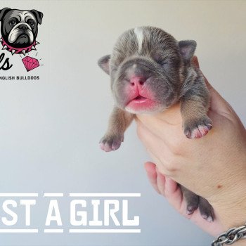 ROCK MY BULLS Just a Girl Femelle New English Bulldog