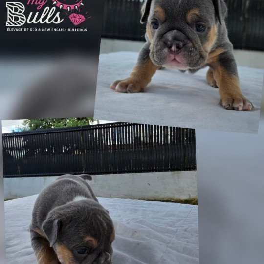 chiot New English Bulldog Bleu tricolore Just a Girl ROCK MY BULLS  