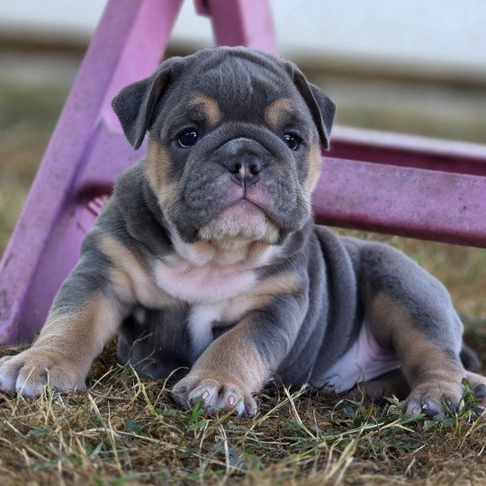 chiot New English Bulldog Bleu tricolore Just a Girl ROCK MY BULLS  
