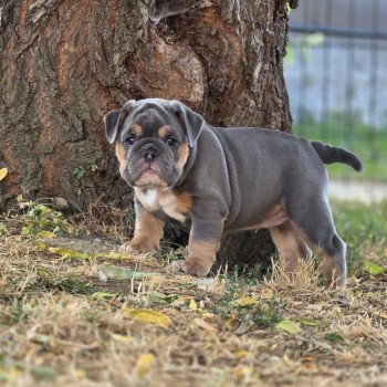 ROCK MY BULLS Just a Girl Femelle New English Bulldog