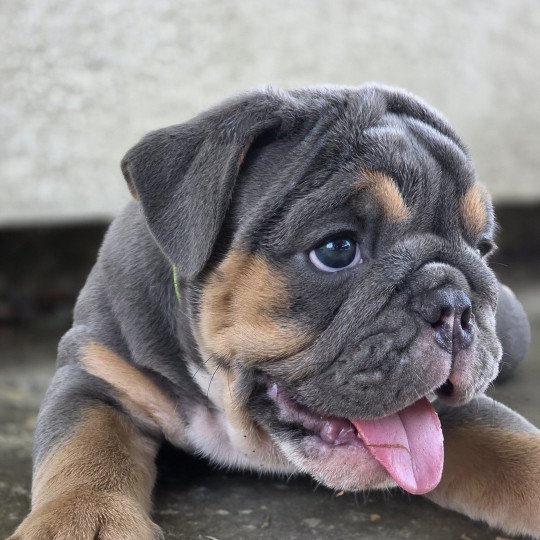 chiot New English Bulldog Bleu tricolore Just a Girl ROCK MY BULLS  