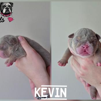 ROCK MY BULLS Kevin Mâle New English Bulldog