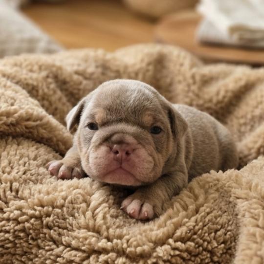 chiot New English Bulldog Lilac Tan Kevin ROCK MY BULLS  