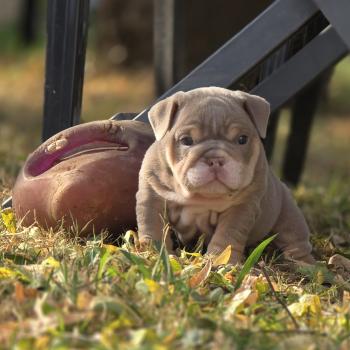 ROCK MY BULLS Kevin Mâle New English Bulldog