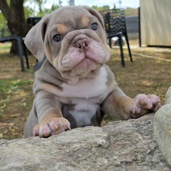 ROCK MY BULLS Kevin Mâle New English Bulldog