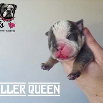ROCK MY BULLS Killer Queen Femelle New English Bulldog