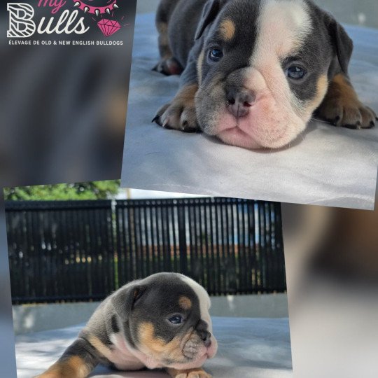 chiot New English Bulldog Bleu tricolore Killer Queen ROCK MY BULLS  