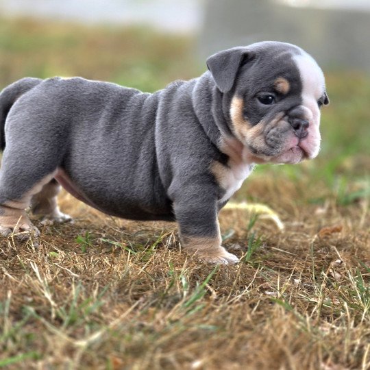chiot New English Bulldog Bleu tricolore Killer Queen ROCK MY BULLS  