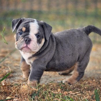 ROCK MY BULLS Killer Queen Femelle New English Bulldog