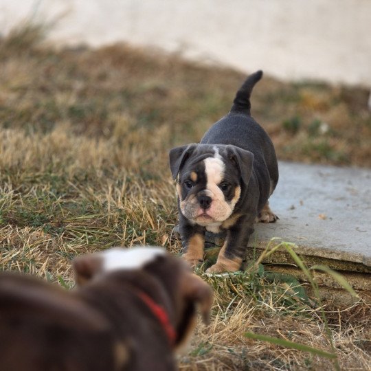 chiot New English Bulldog Bleu tricolore Killer Queen ROCK MY BULLS  