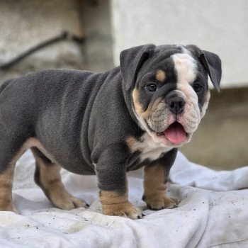 ROCK MY BULLS Killer Queen Femelle New English Bulldog