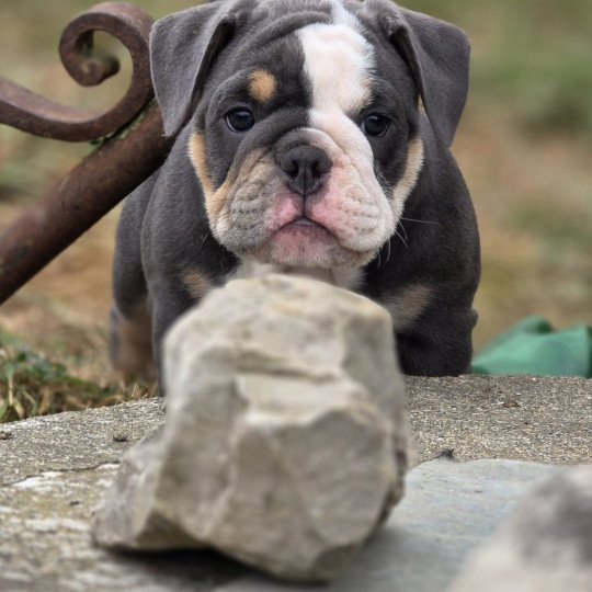 chiot New English Bulldog Bleu tricolore Killer Queen ROCK MY BULLS  