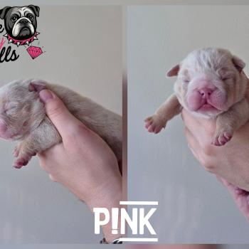 ROCK MY BULLS P!nk Femelle New English Bulldog