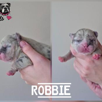 ROCK MY BULLS Robbie Mâle New English Bulldog