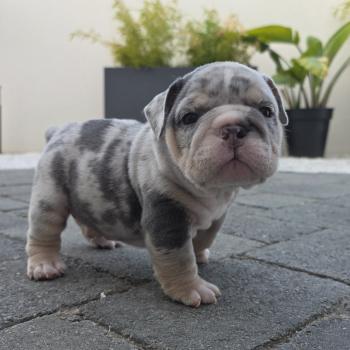 ROCK MY BULLS Robbie Mâle New English Bulldog