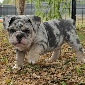 ROCK MY BULLS Robbie Mâle New English Bulldog