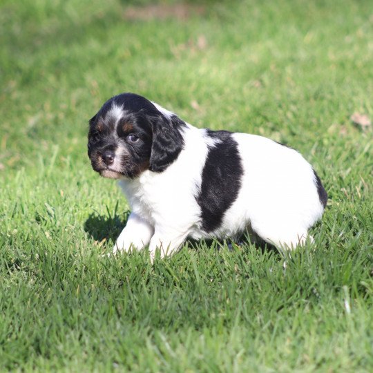 chiot Epagneul breton Noi Mar Fauv Pan Bla U2 des plumes des marais du Cotentin Des Plumes Des Marais Du Cotentin  