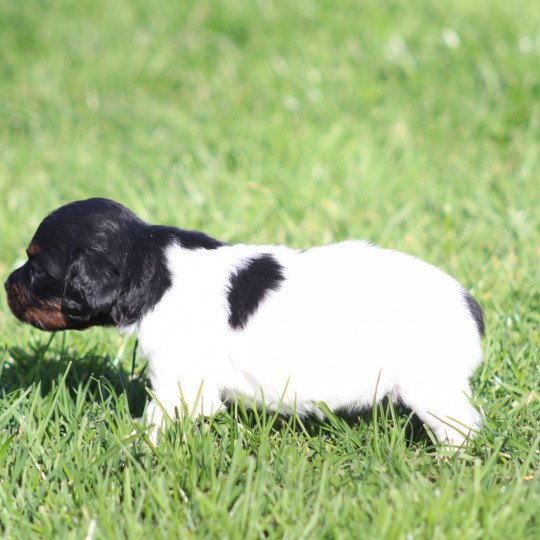 chiot Epagneul breton Noi Mar Fauv Pan Bla U3 des plume des marais du Cotentin Des Plumes Des Marais Du Cotentin  